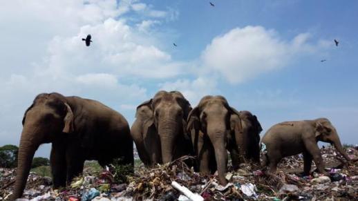 플라스틱 쓰레기 먹는 코끼리의 비극