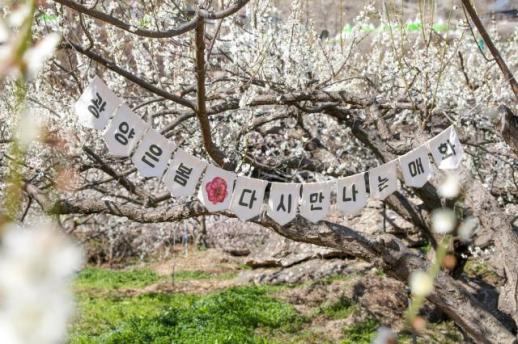 [K-축제] 전국 최초 봄꽃 만끽…17일까지 광양 매화 축제