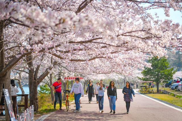 [K-축제] 속초 반했나 봄 속초시 영랑호 벚꽃 축제