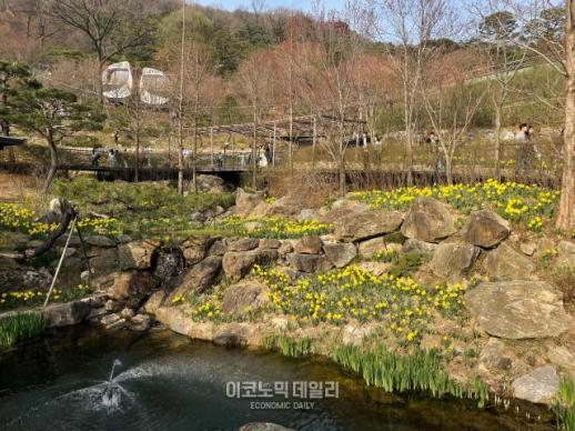 [K-축제] 봄꽃 모두 한곳에서…광주 화담숲 봄 수선화 축제
