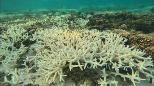 최악의 해양 열기 기록한 지난해 12월이후 전세계 산호초들 대규모 표백현상