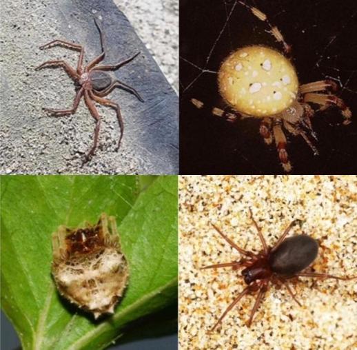 국립생물자원관 국가생물적색자료집 제10권 거미 발간