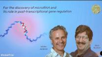 마이크로 RNA 발견한 앰브로스와 러브컨, 2024 노벨 생리의학상 수상