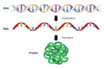  RNA, 노벨상 수상으로 관심집중…다양한 질병치료 가능성 높여