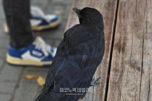 서울 도심 까마귀 공격 급증, 번식기 맞아 행인 위협