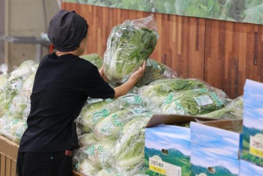 高温暴雨夹击 韩国白菜价格涨势生猛