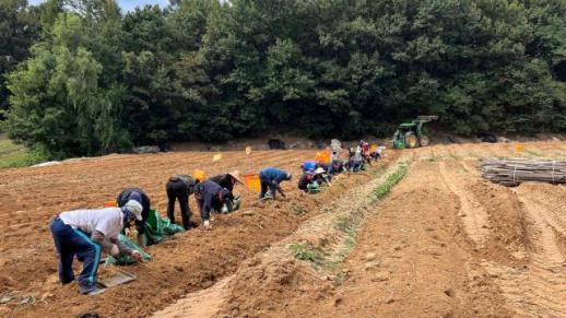 不是所有人参都叫正官庄 探访百年品牌的历史沉淀