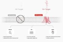 한미약품, 지방만 줄이고 근육 늘리는 신개념 비만신약 임상 1상 진입