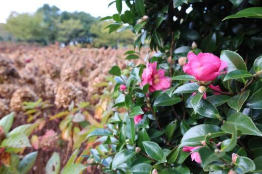 济州山茶花初绽  冬日童话村迎来赏花客
