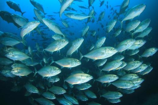 [소프트텔링ESG] 잠깐, 참치에 담긴 바다의 경고를 들어주세요