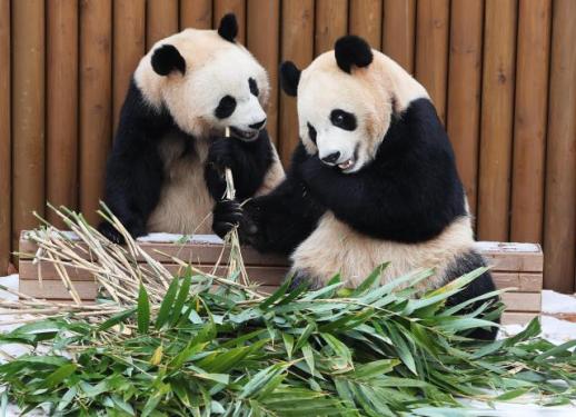 睿宝辉宝享受悠闲冬日时光