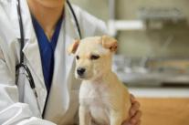 [방예준의 캐치 보카] 펫보험 가입 증가세...보장 확대·기부 연계 상품 주목