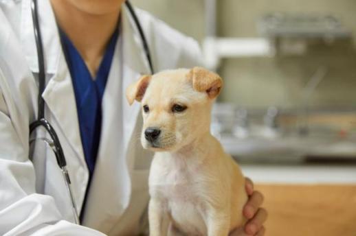 [방예준의 캐치 보카] 펫보험 가입 증가세...보장 확대·기부 연계 상품 주목