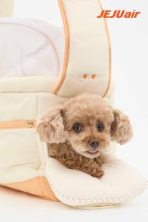 Jeju Air Says Holiday Pet Passengers Rose Up to 26%