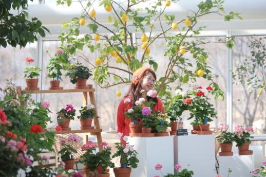 Flowers greet early spring in Suwon