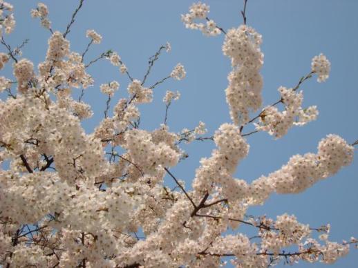 【亚洲人之声】樱花提前盛放 首尔春天加速抵达