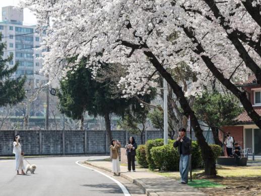 Spring in full bloom across Seoul 