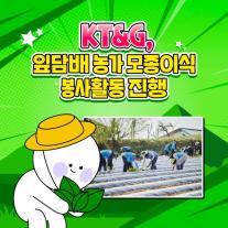 [카드뉴스] KT&G 잎담배 농가 모종이식 봉사활동 진행