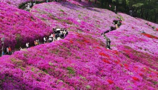 杜鹃花盛放