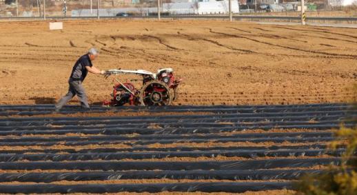 Garlic Planting Area Rises 5.3% on Higher Prices; Onion Area Slips 0.4%