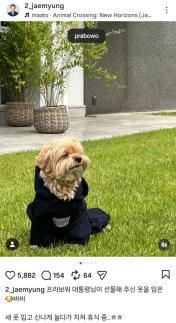 From Bobby to Pungsan Dogs: What ‘Pet Diplomacy’ Signals in Summit Politics