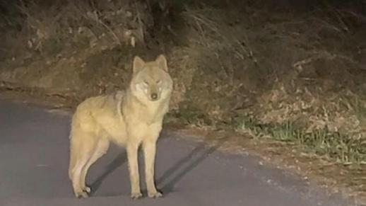 Korea to Launch Public Zoo Safety Council After Wolf Escape
