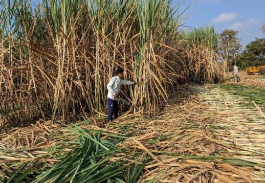 India bans sugar exports, adding more import cost pressure for Korea