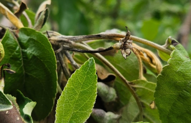 First Case of Apple Fire Blight Detected in Chungju; Alert Level Raised