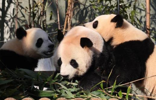 旅韩中国大熊猫爱宝进入内舍 韩网热议或再怀孕