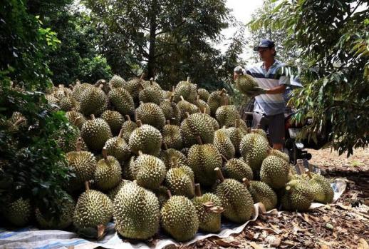 Vietnams Durian Exports to South Korea Surge Amid Inspection Challenges