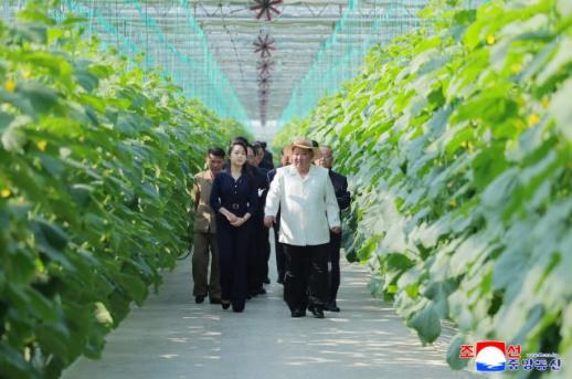 Kim Jong Un Visits Greenhouse Farm in Sinuiju, Emphasizes Year-Round Vegetable Cultivation
