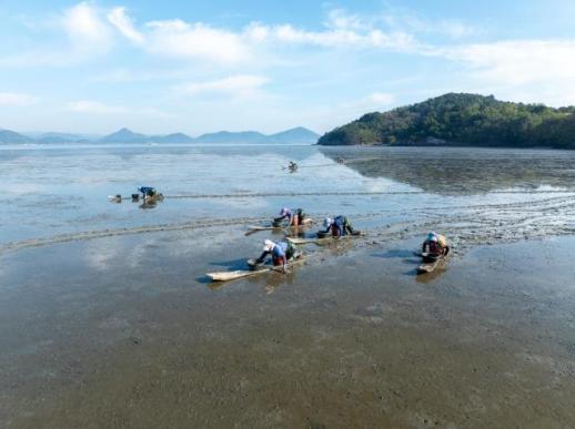 Koreas Tidal Flats Expected to be Added to UNESCO World Heritage List