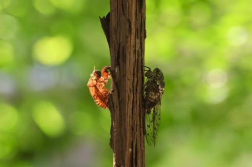 Shedding their shells
