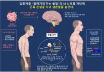 KAIST, 암 악액질 막는 RNA 치료 원리 찾았다