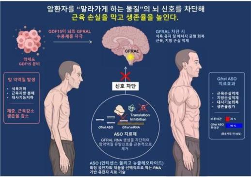 KAIST, 암 악액질 막는 RNA 치료 원리 찾았다