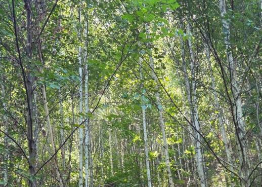 被森林吞没的小路…华岳山曾有人居住