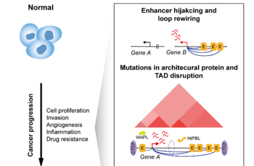 Researchers propose treating cancer by refolding genome
