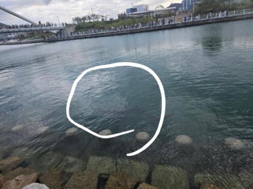 Shark draws 483,000 to Busan waterfront over Chuseok
