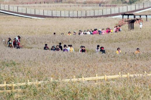 金色芦苇盛开…‘强震湾舞动芦苇节’将于24日开幕