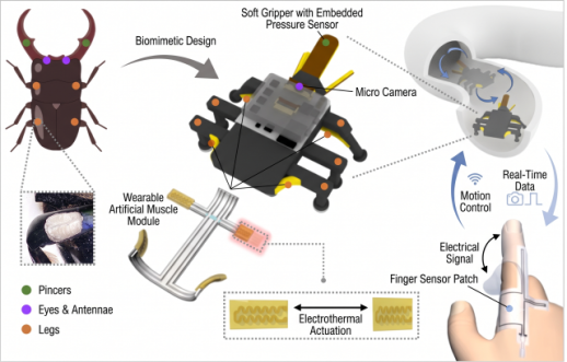 Soft beetle robot shows operator what it touches