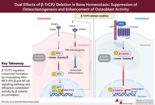 Osteoporosis study finds dual-role bone protein