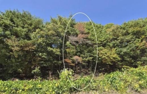 速里山首次发现疑似松树蝼蛄病病例，正在进行确诊检测
