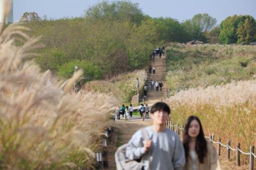 Citizens visit Seoul silver grass festival