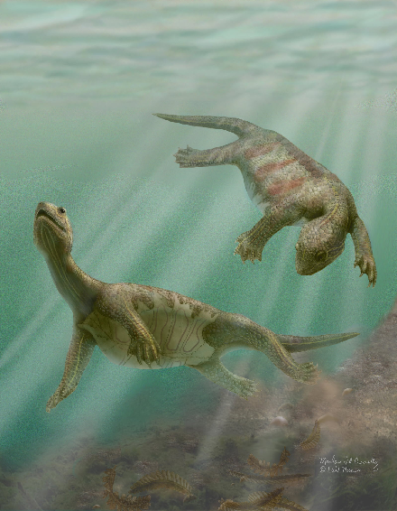 [영문] 220m-year-old turtle fossils shed light on evolution mystery  