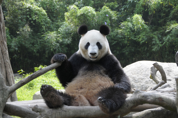 中国大熊猫入住日本上野动物园
