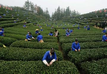 广西三江早春第一茶开采