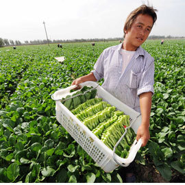 宁夏：凭质量打造供港蔬菜基地