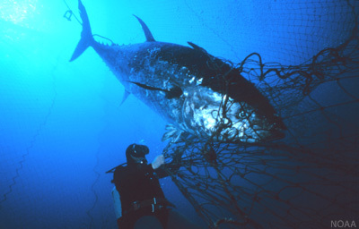 A Bluefin Tuna sold for $1.7 million in Japan