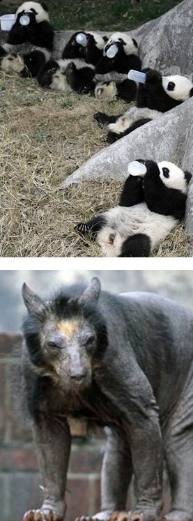 What happens when pandas get shaved?