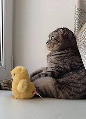 猫咪患了“抑郁症” 望着窗外想人生